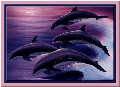 dolphns04.jpg (28637 bytes)