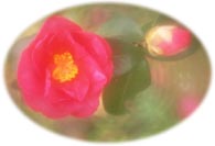 花季雨季